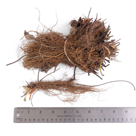 Fragaria 'Allstar' Strawberry