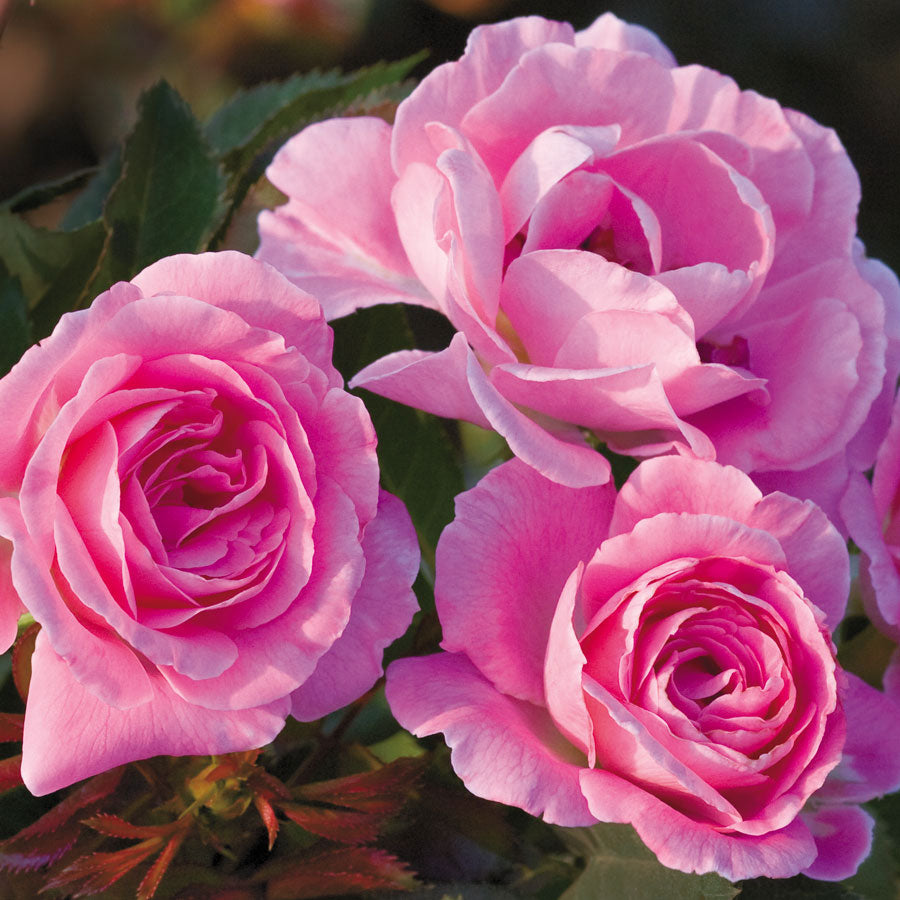 Rosa Wedding Party