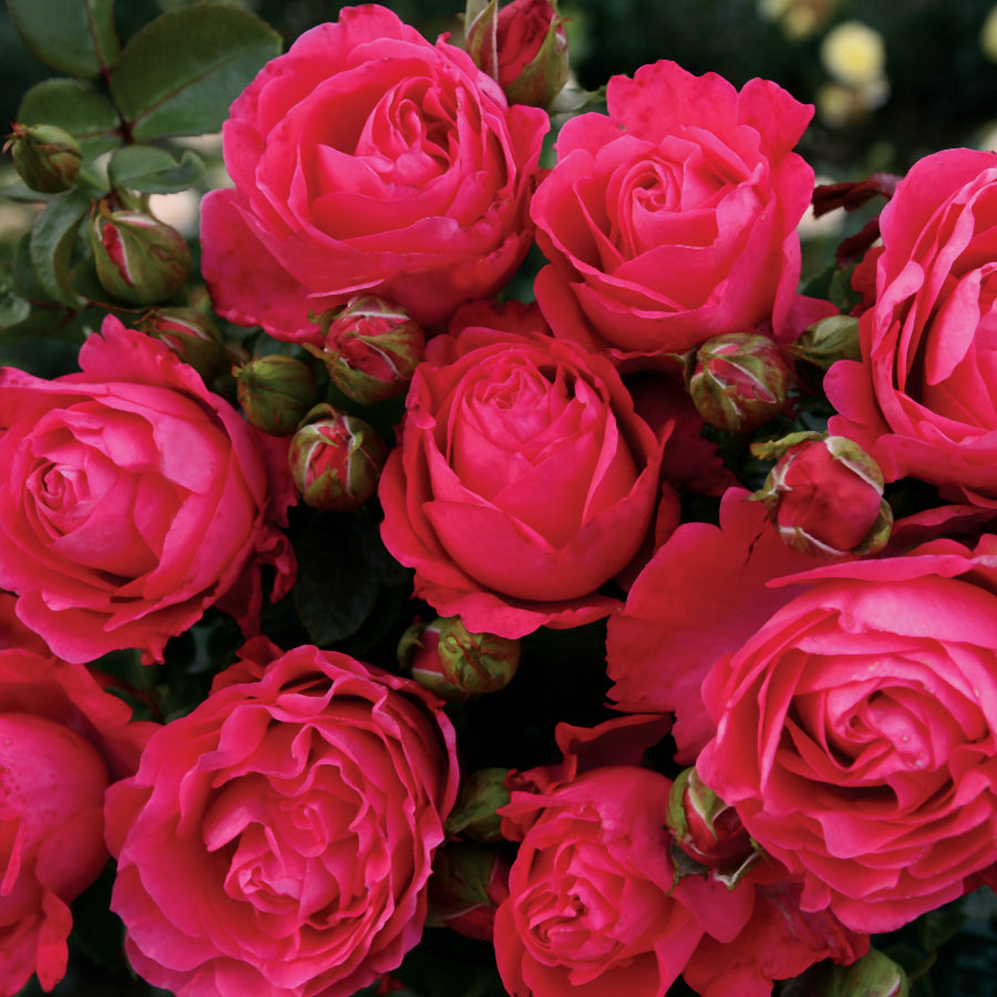 Rosa Fiji ™ Eleganza®