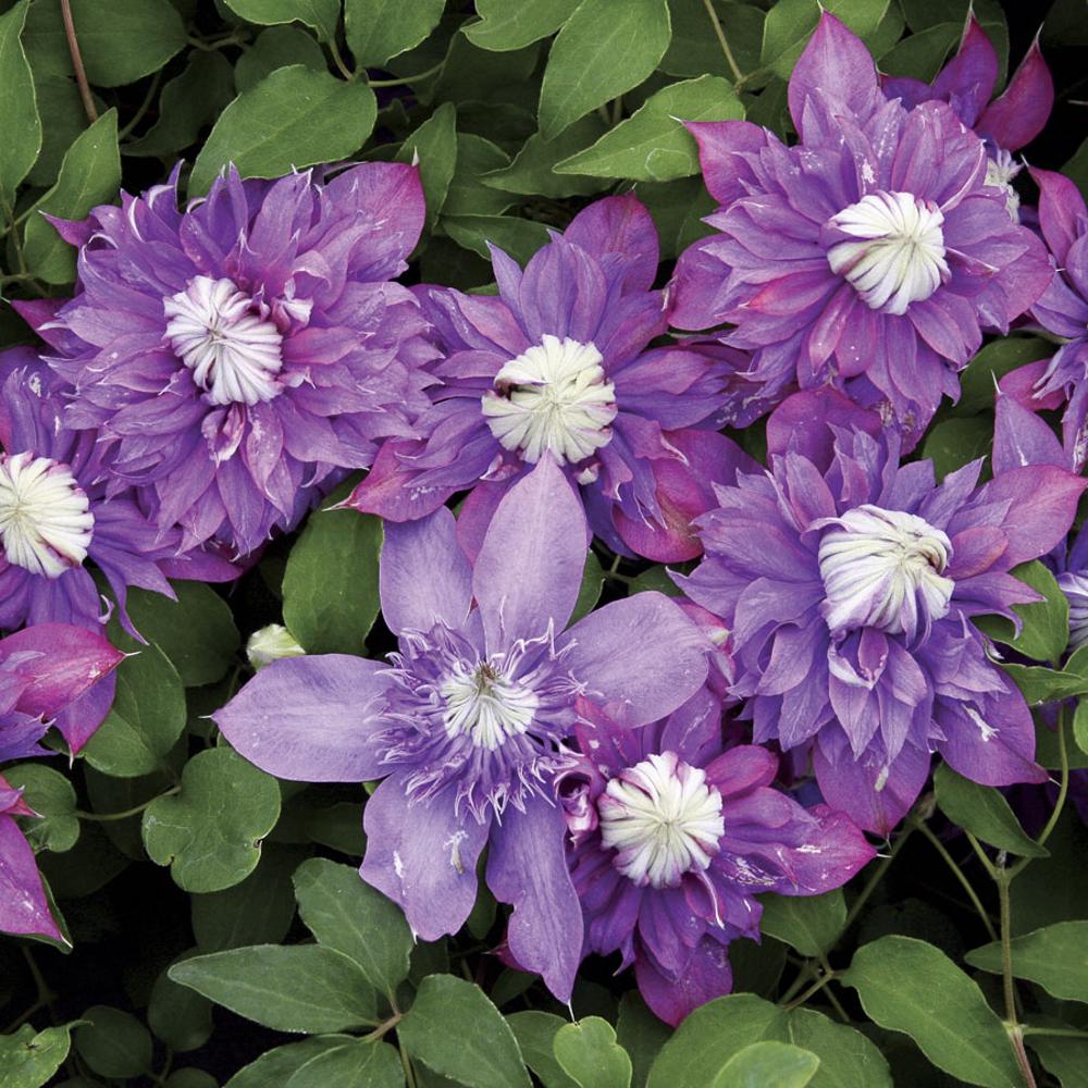Clematis Diamantina™