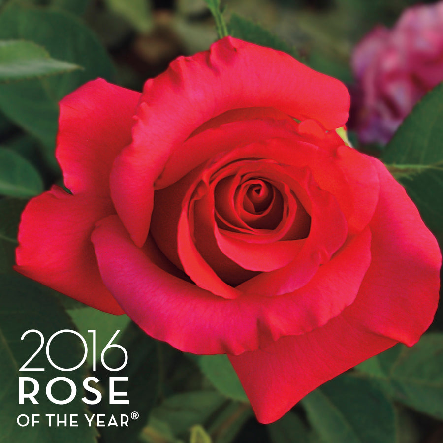 Rosa April Moon®