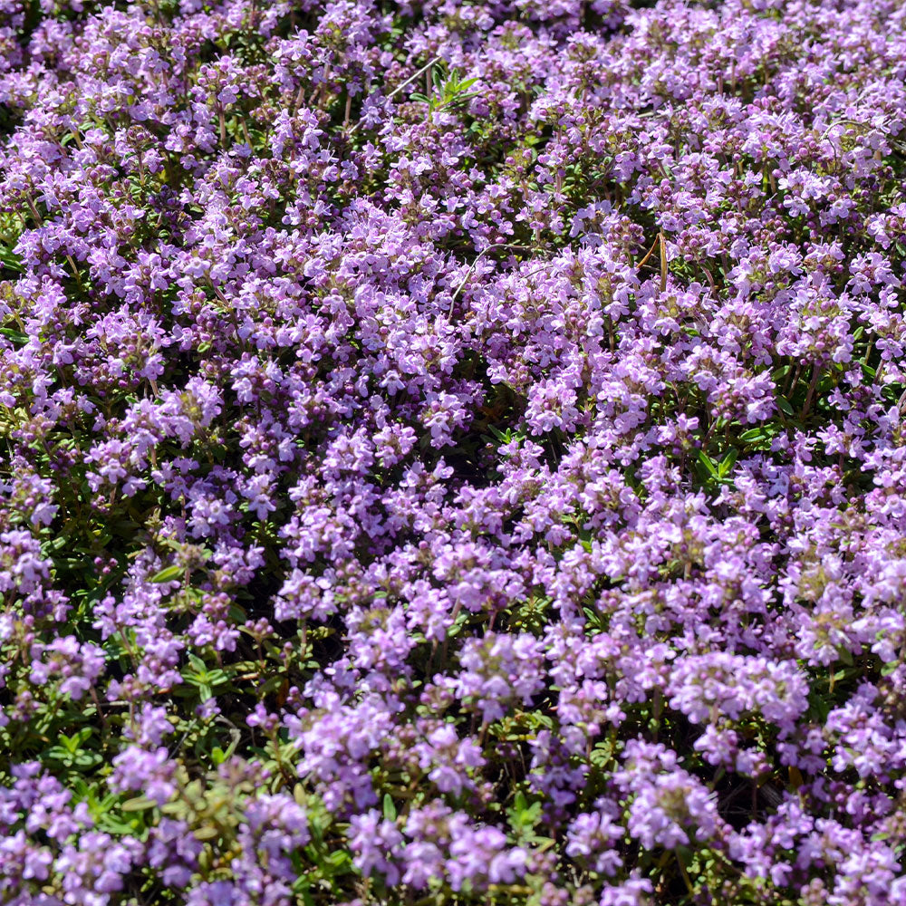 Thymus 'Elfin' Creeping Thyme