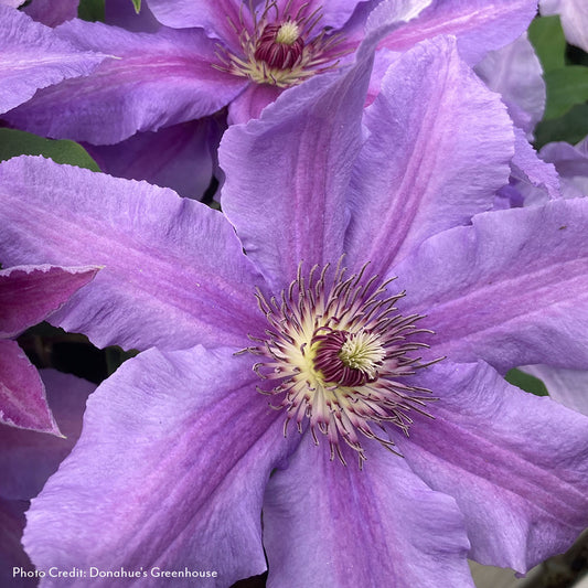 Clematis Tumaini™