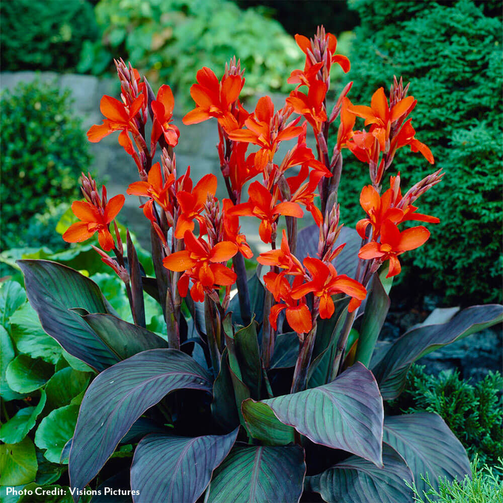 canna lily flower bulbs Canna 'Eric Neubert' Canna Lily Bulbs