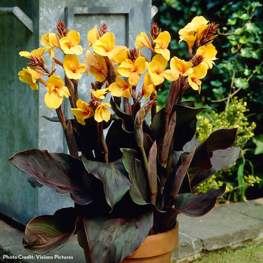 Canna 'Louis Cottin' Canna Lily Bulbs