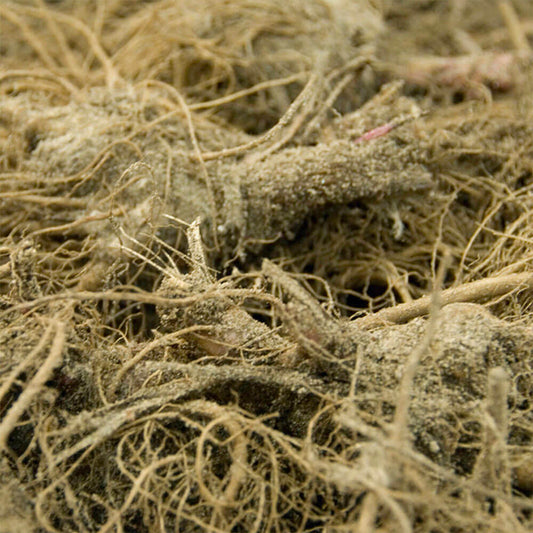 Echinacea Mixed Coneflowers