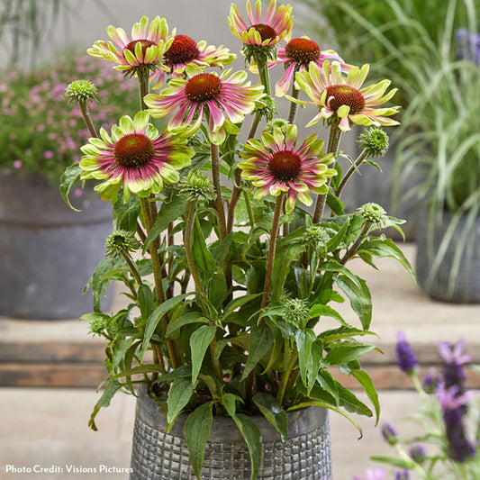 Echinacea 'Green Twister' Coneflower