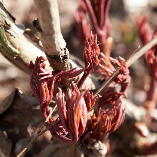 Paeonia 'Oslo' Patio Peony