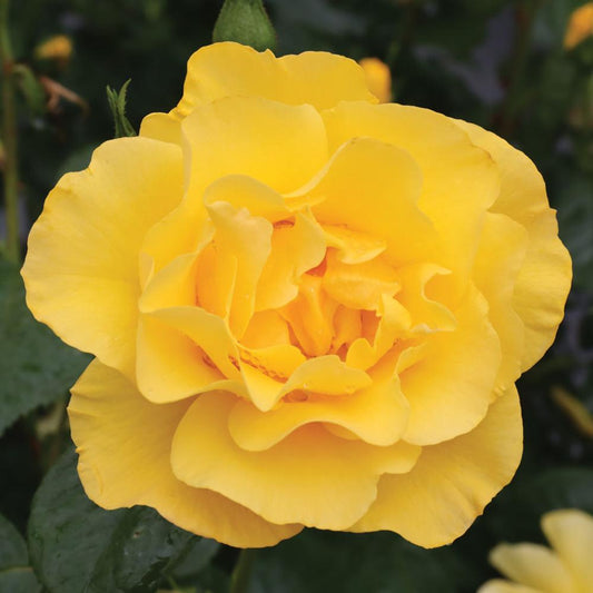 Rosa The Poet's Wife