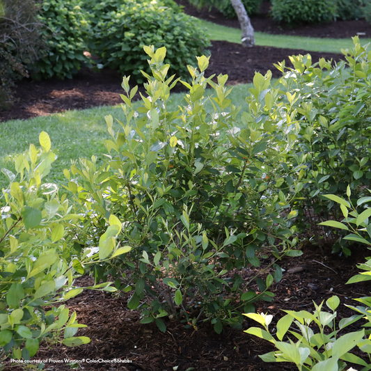 Aronia Berry Scape® Red Aronia