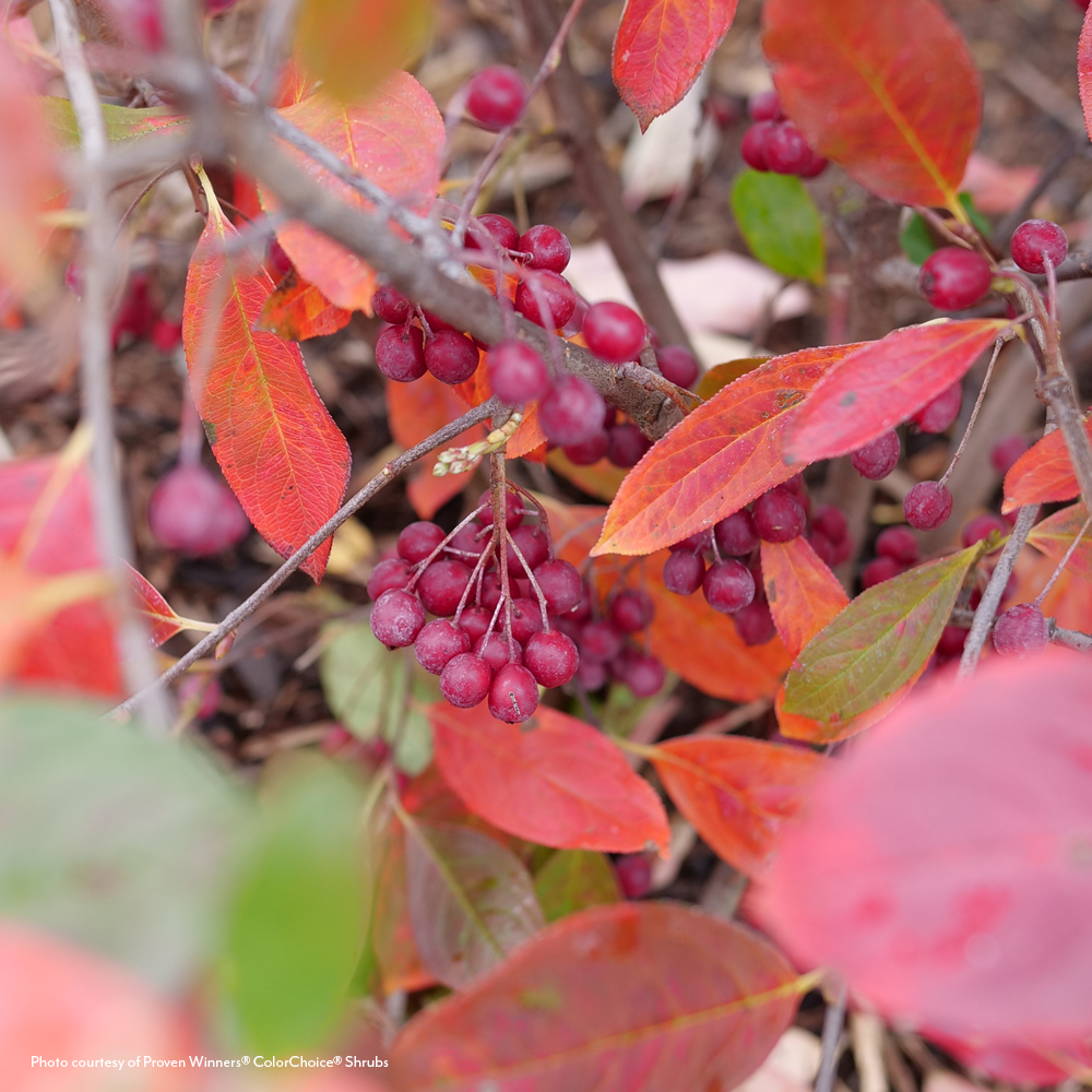 Aronia Berry Scape® Red Aronia
