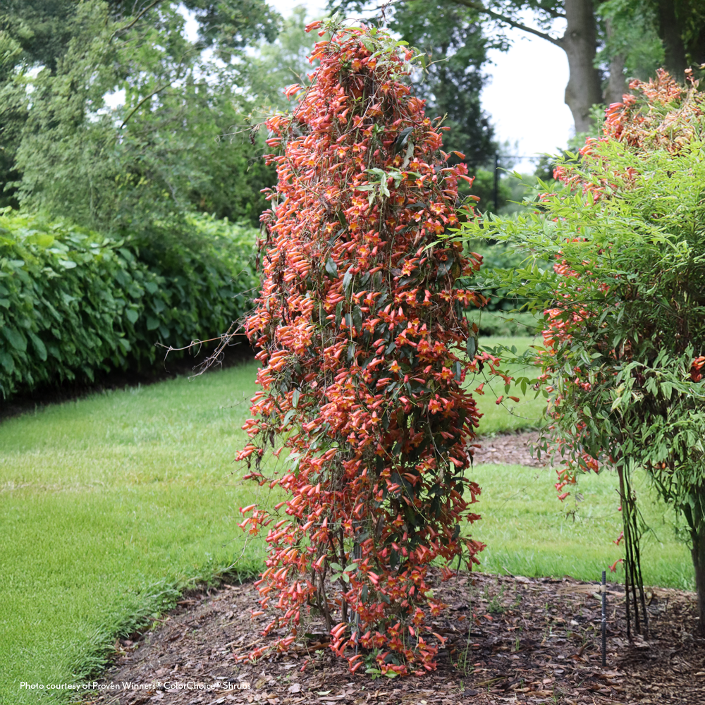 Bignonia Dressed to Thrill® Crossvine – Wayside Gardens