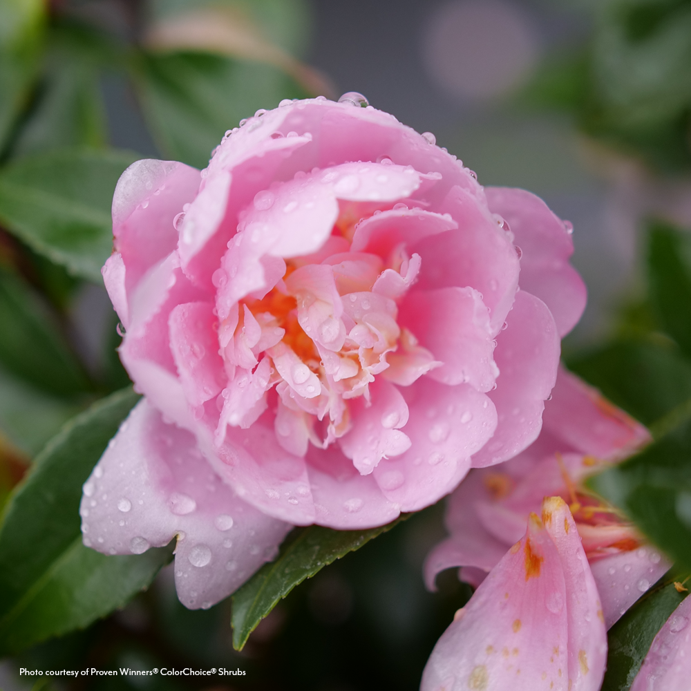 camelliaページ Camellia Just Chill® Double Pink – Wayside Gardens