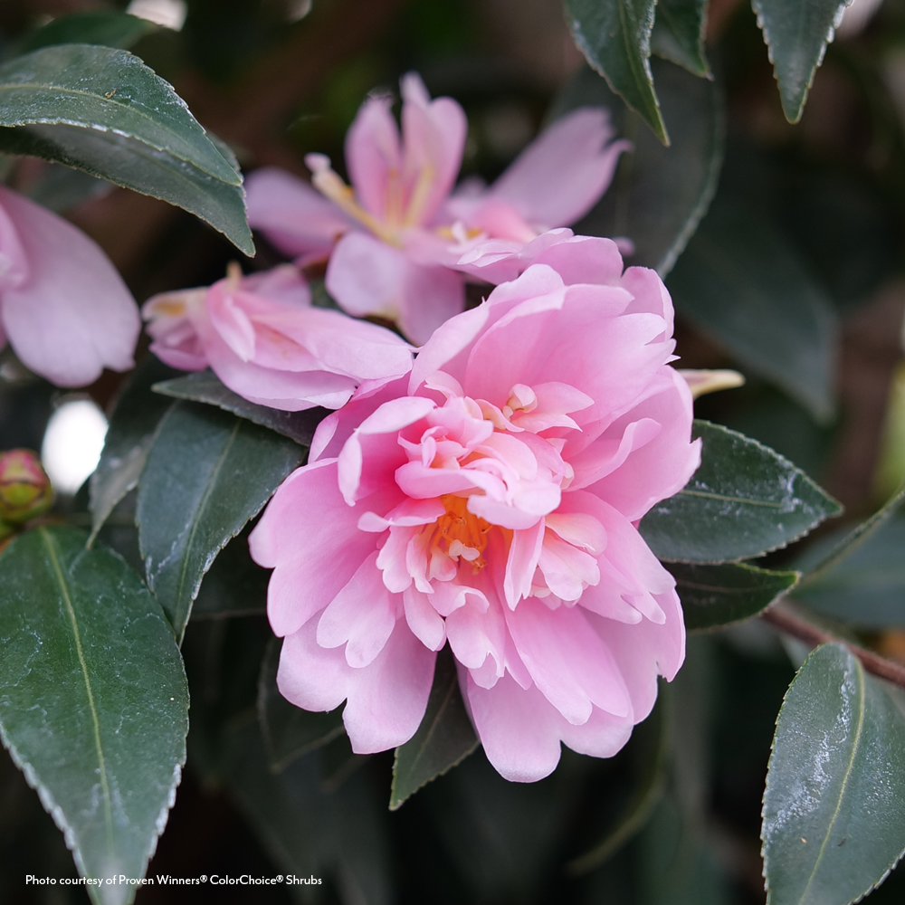 Camellia Just Chill® Double Pink