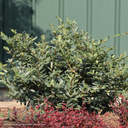 Distylium Buckhead™ Bold Winter-Hazel