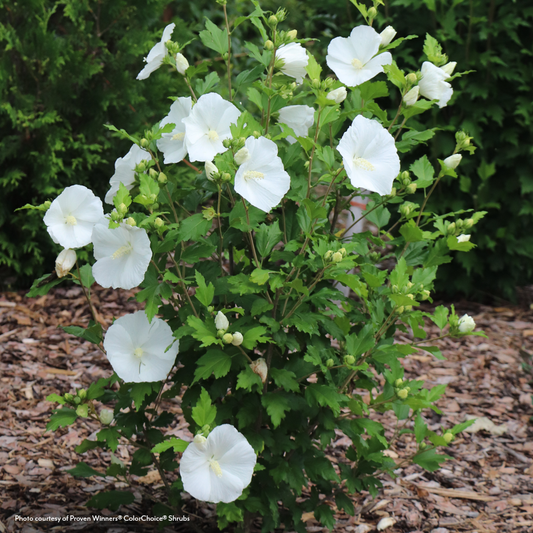Hibiscus Paraplu® Pure White Rose of Sharon