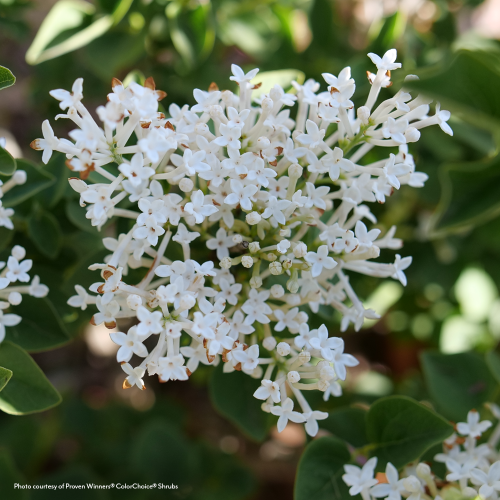 Syringa Bloomerang Showmound® Reblooming Lilac
