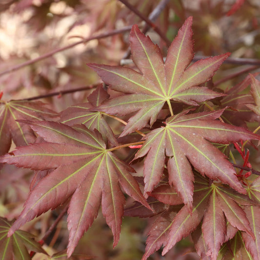 Acer Hot Chana™ Japanese Maple