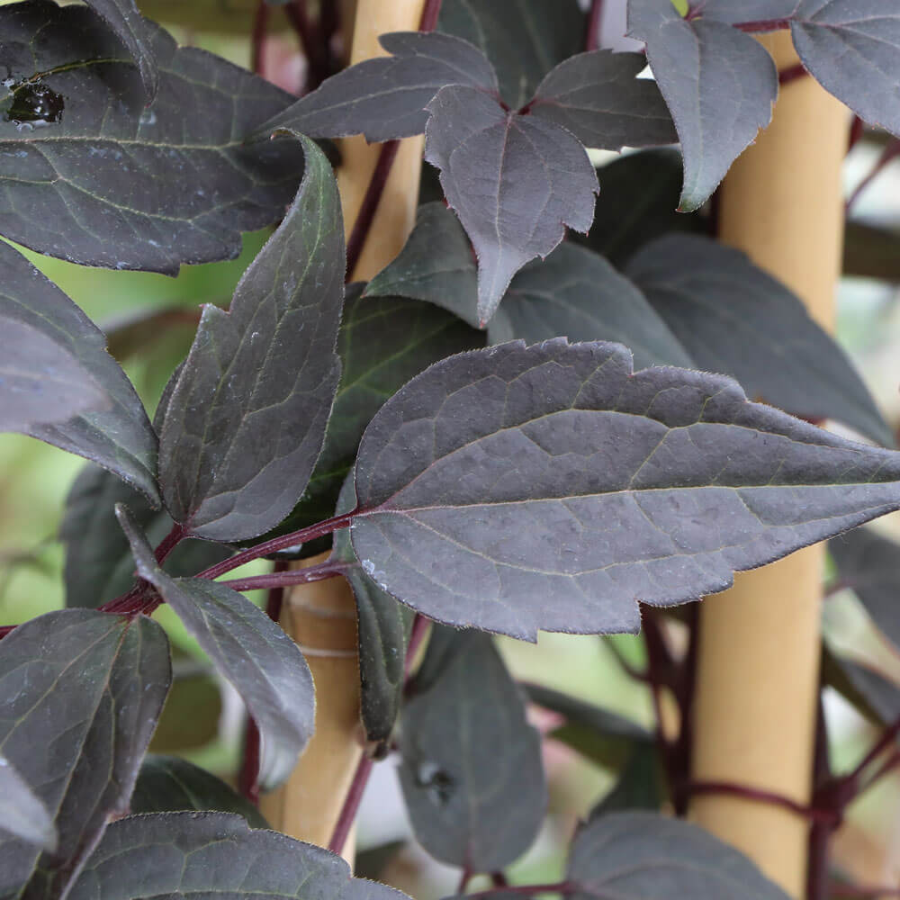 Clematis Moongate Mocha™