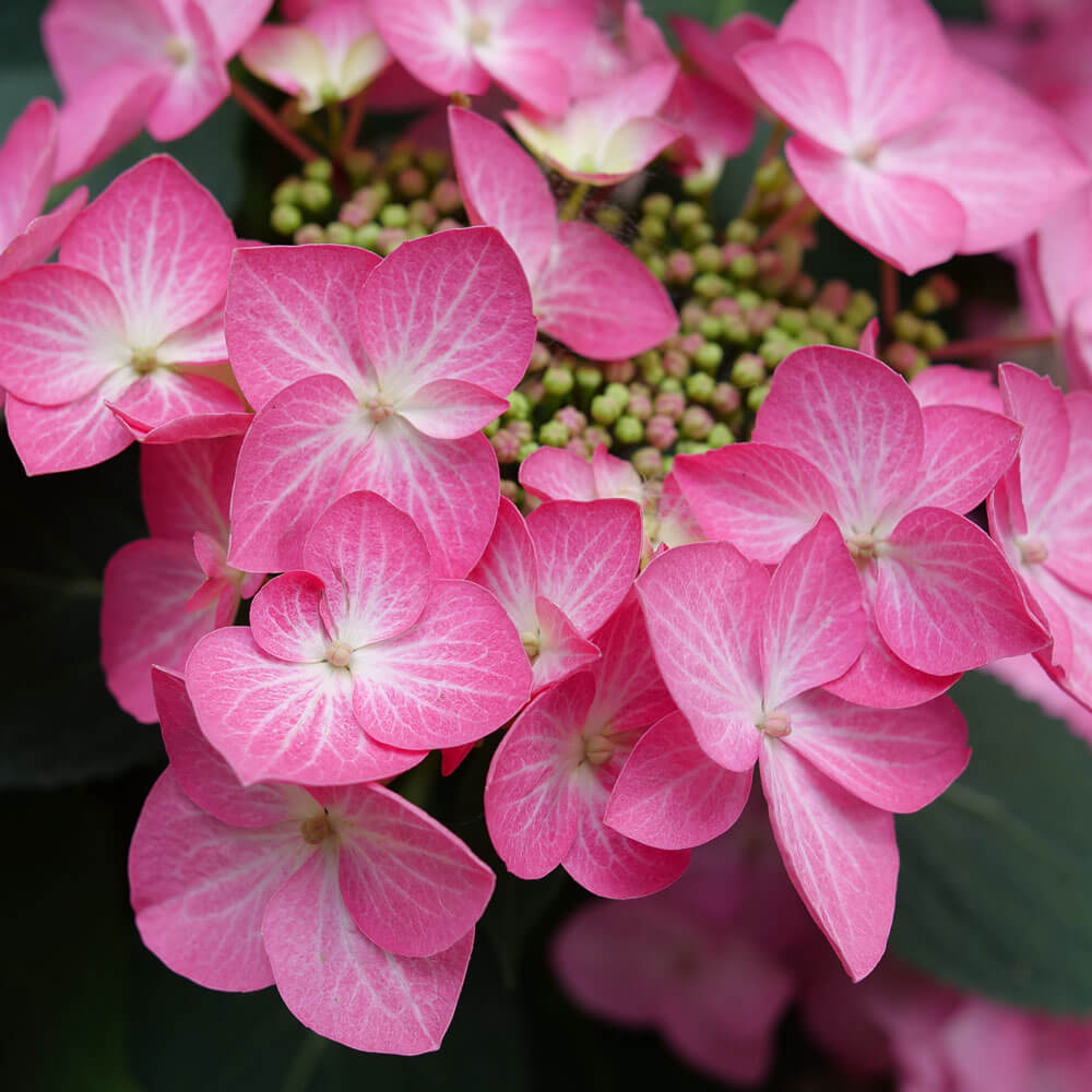 フラワー・ガーデニング Botanize SEN M size type B Hydrangea Let's Dance Hot Stepper® Bigleaf Hydrangea – Wayside Gardens