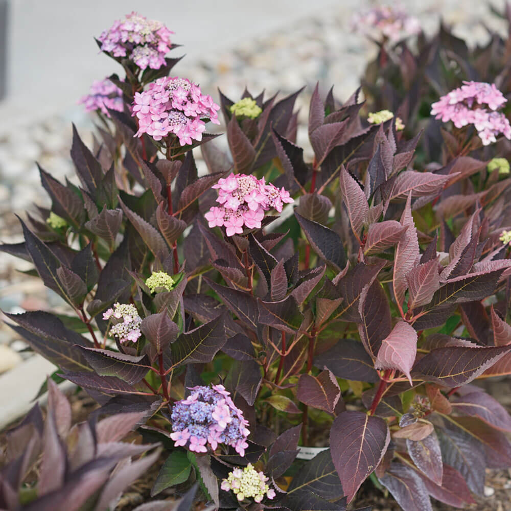 Hydrangea Let's Dance Can do!® Reblooming Mountain Hydrangea