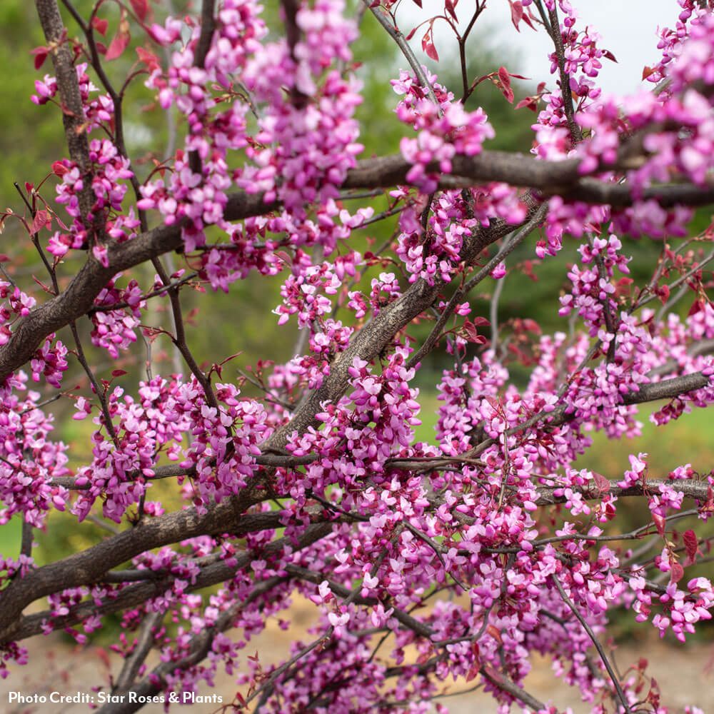 Cercis Carolina Sweetheart™ Red Bud