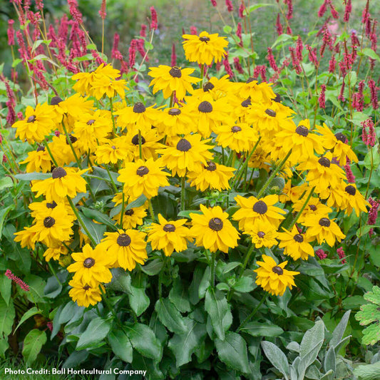 Rudbeckia Echibeckia Summerina Glow™ Sun's Up