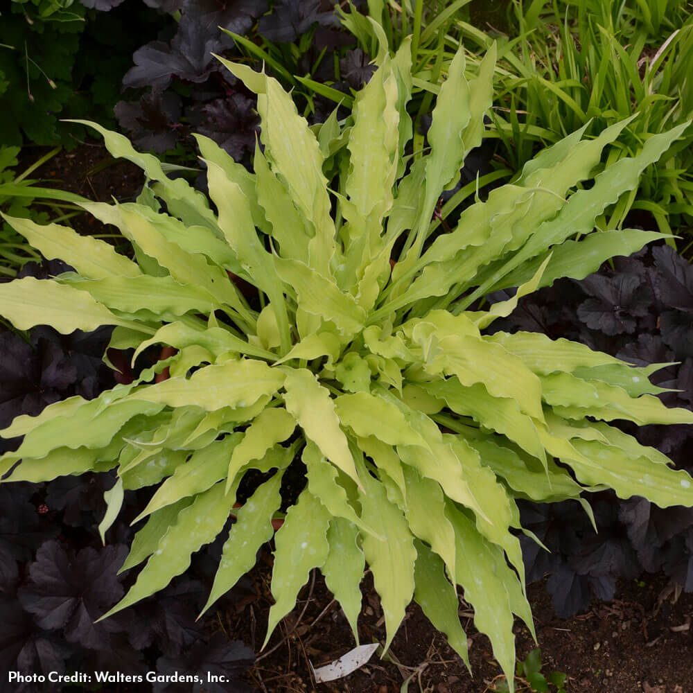 Hosta 'Wiggles and Squiggles' Plantain Lily