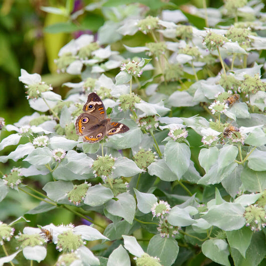 Pycnanthemum Mountain Mint