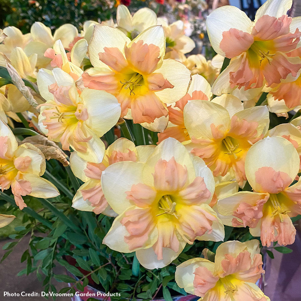 Narcissus Peachy Dream Daffodil Bulbs