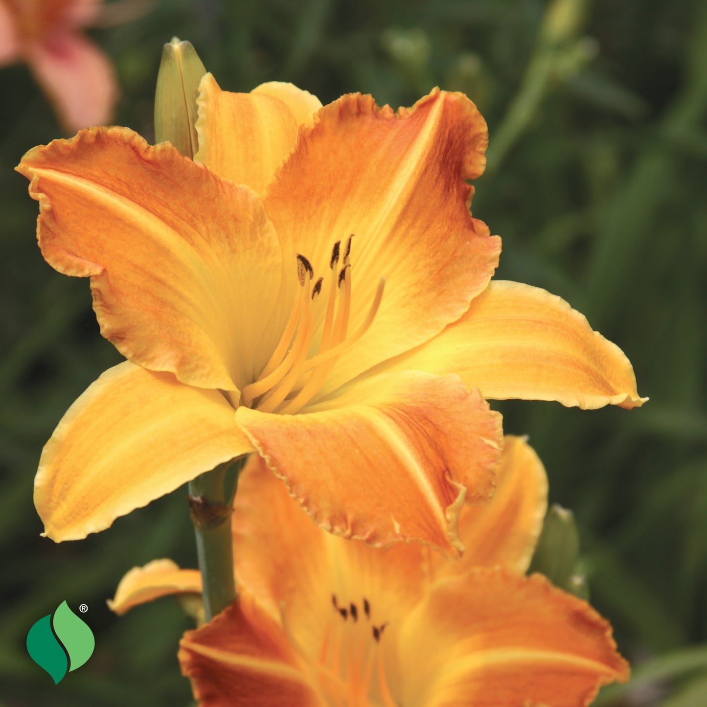 Hemerocallis Everydaylily® Punch Yellow® Daylily