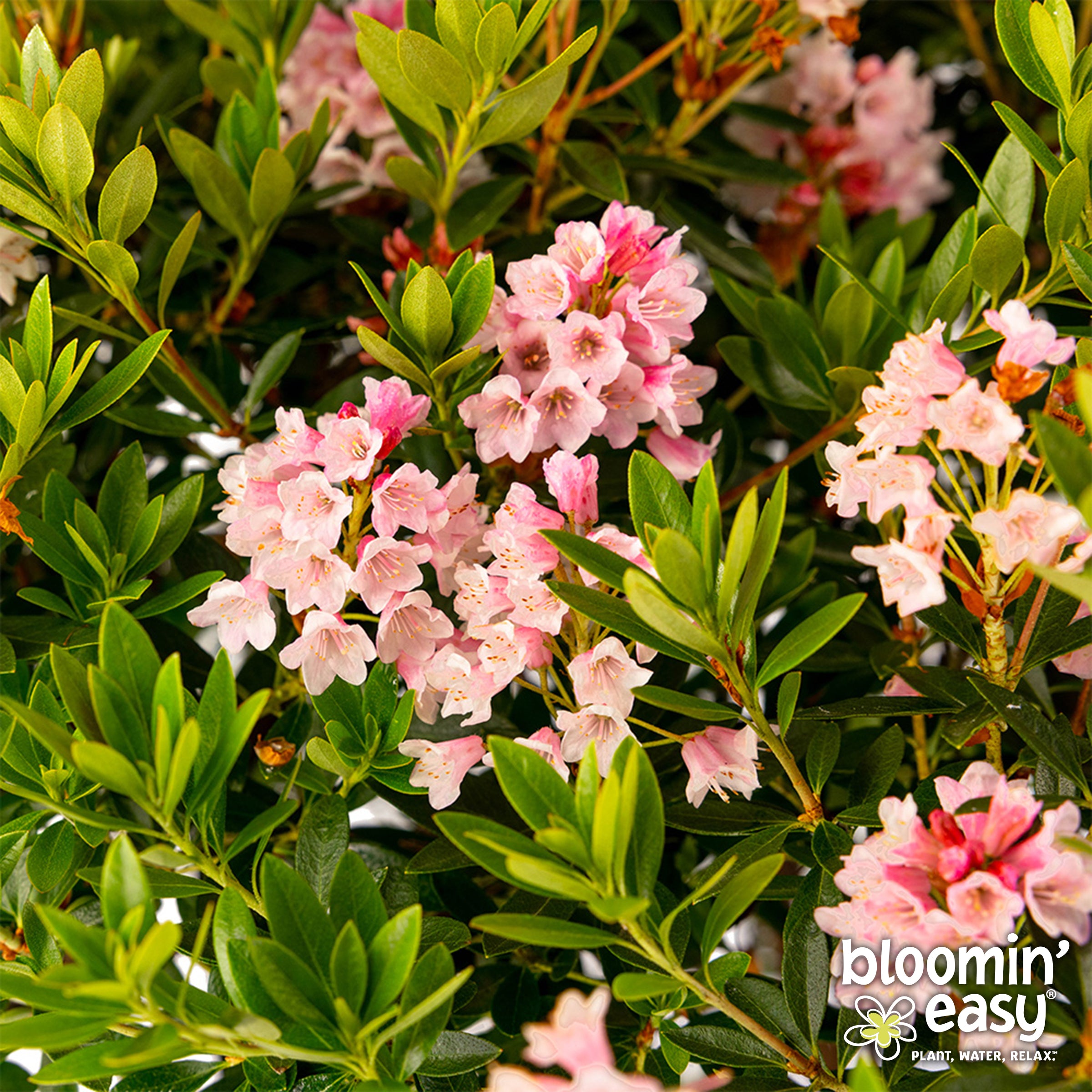 Bloomin' Easy® Rhododendron Bloombux® Magenta Boxwood Alternative