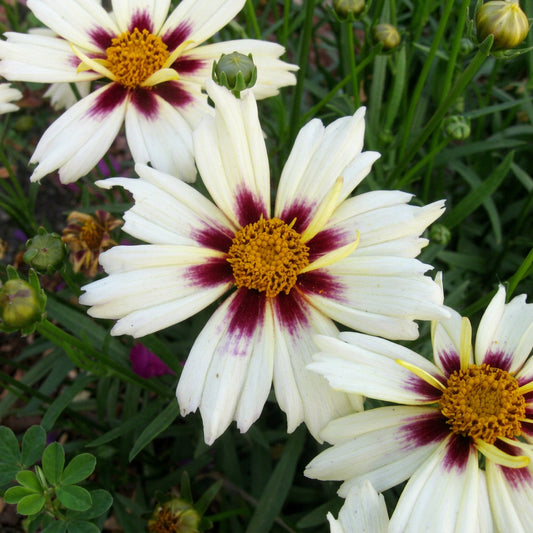 Coreopsis Li'l Bang™ 'Starlight'