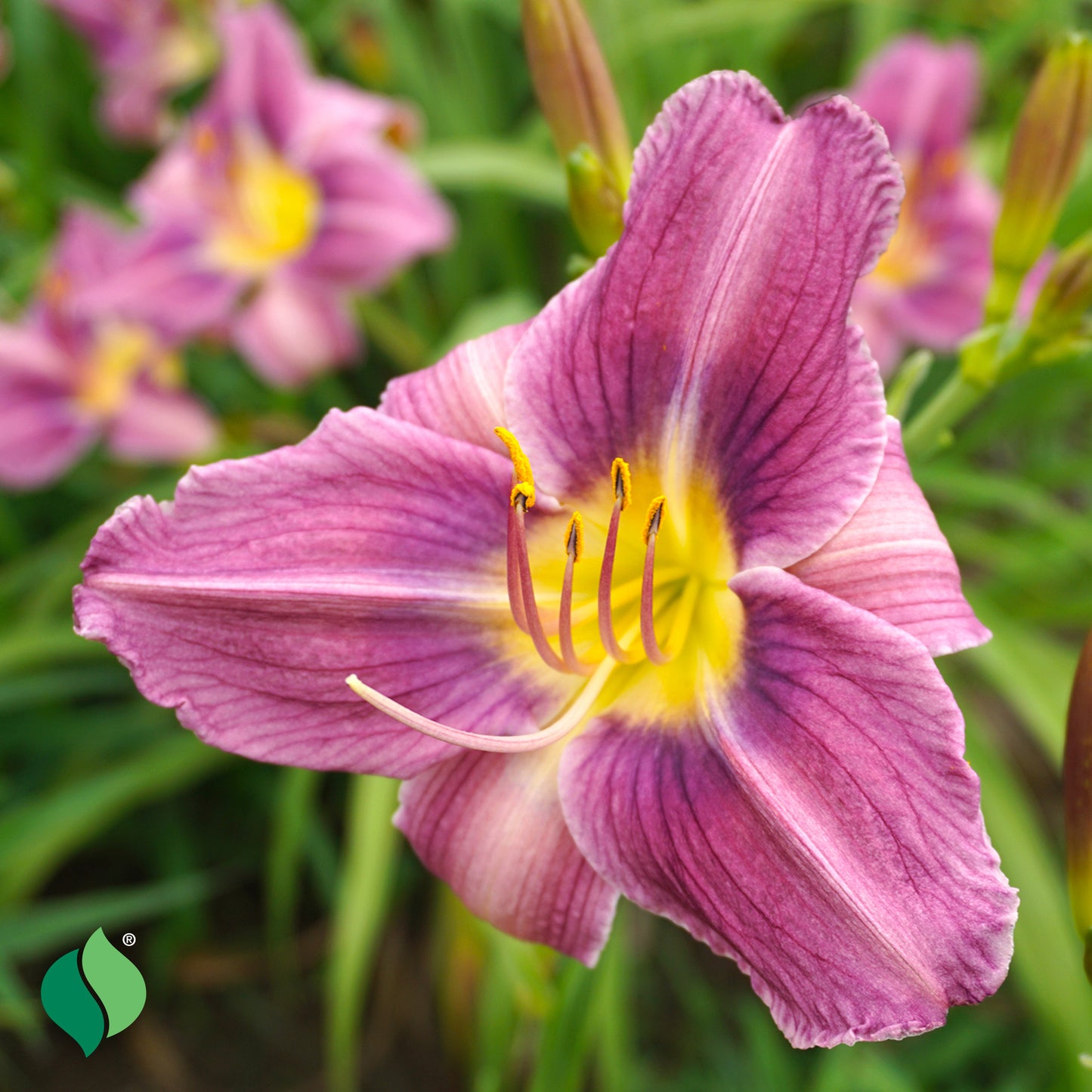 Hemerocallis Prairie Blue Eyes Daylily