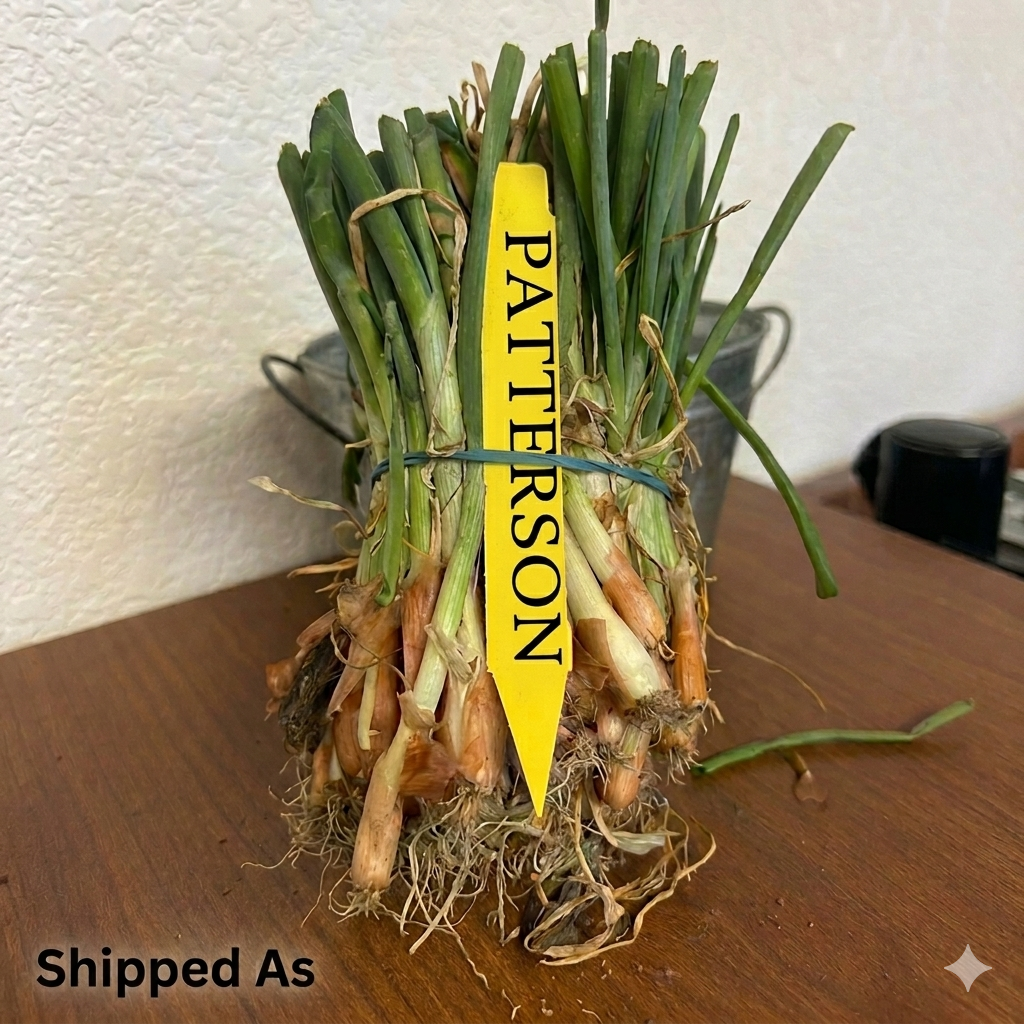 Patterson Onion Sets