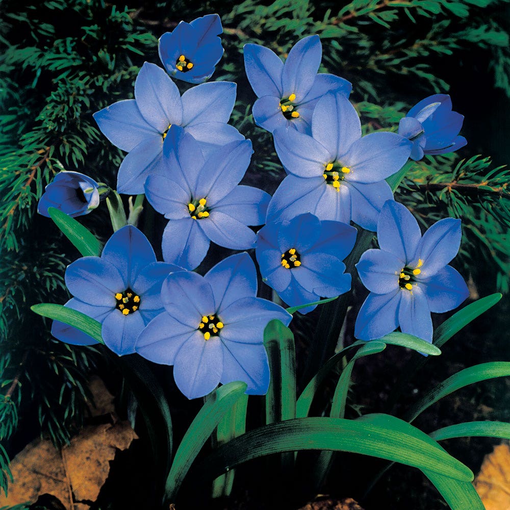 Ipheion 'Jessie' Starflower Bulbs