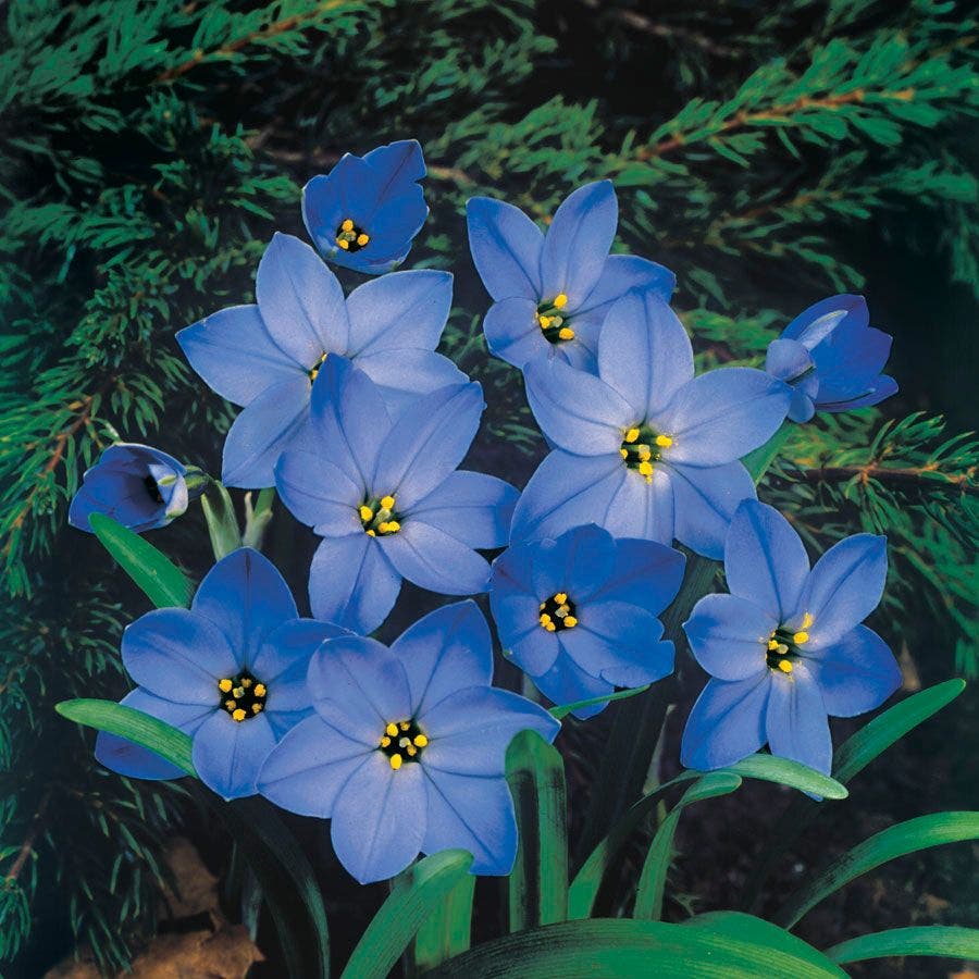 Ipheion 'Jessie' Starflower Bulbs