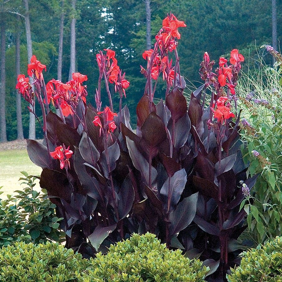 'Australia' Canna Lily Bulb