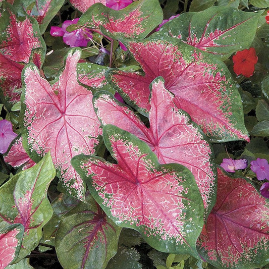 Caladium 'Carolyn Whorton' Bulbs