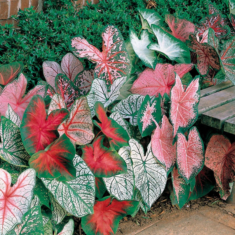 Caladium Mixed Fancy Leaf Bulbs
