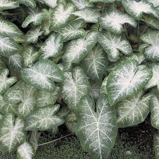 Caladium Aaron Bulbs