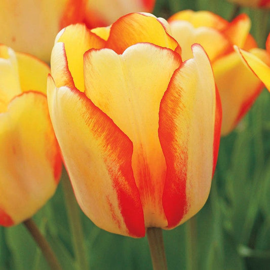 'Beauty of Spring' Tulip Bulbs