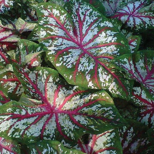 Caladium Tapestry Bulbs