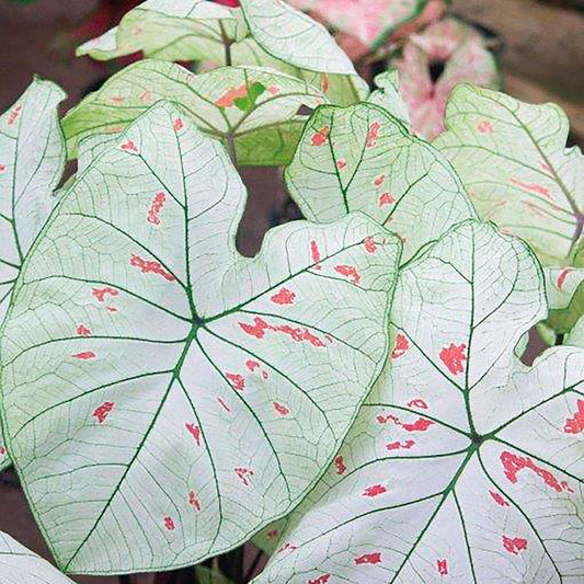 Caladium Strawberry Star Bulbs