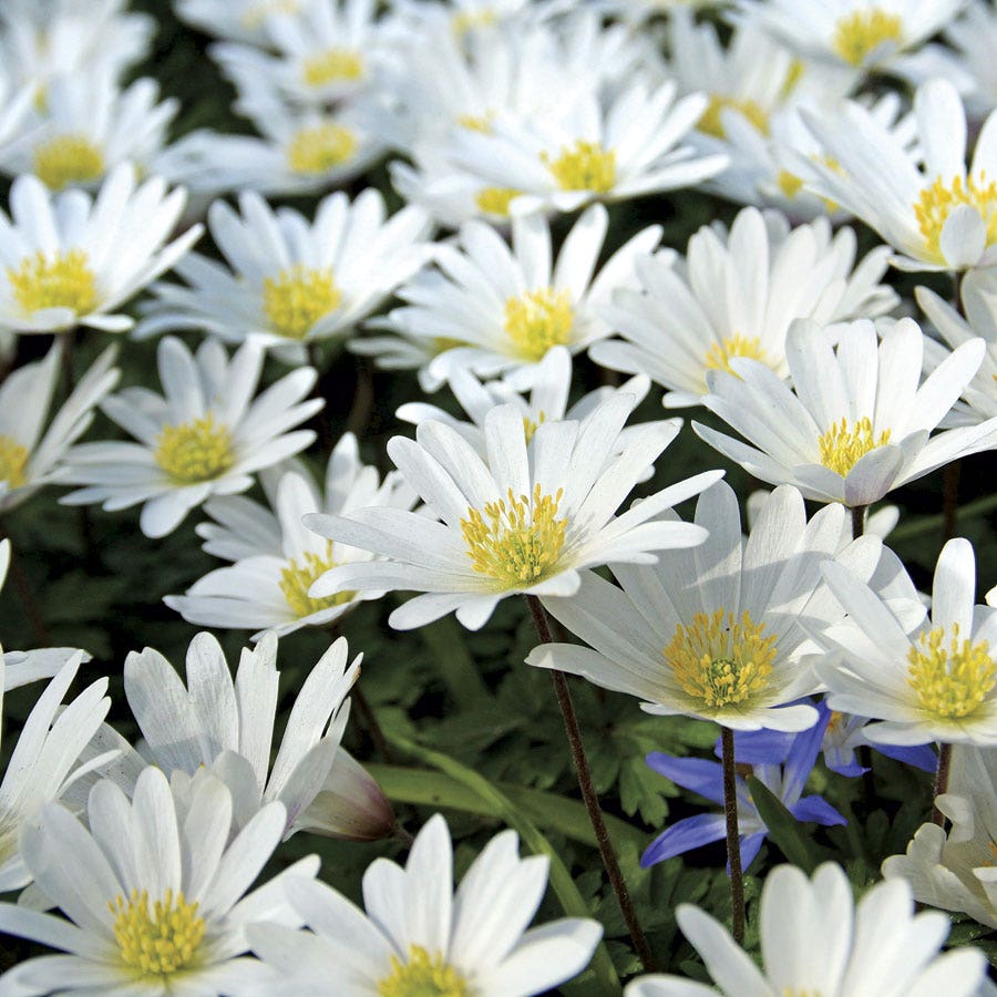Anemone 'White Splendor' Bulbs