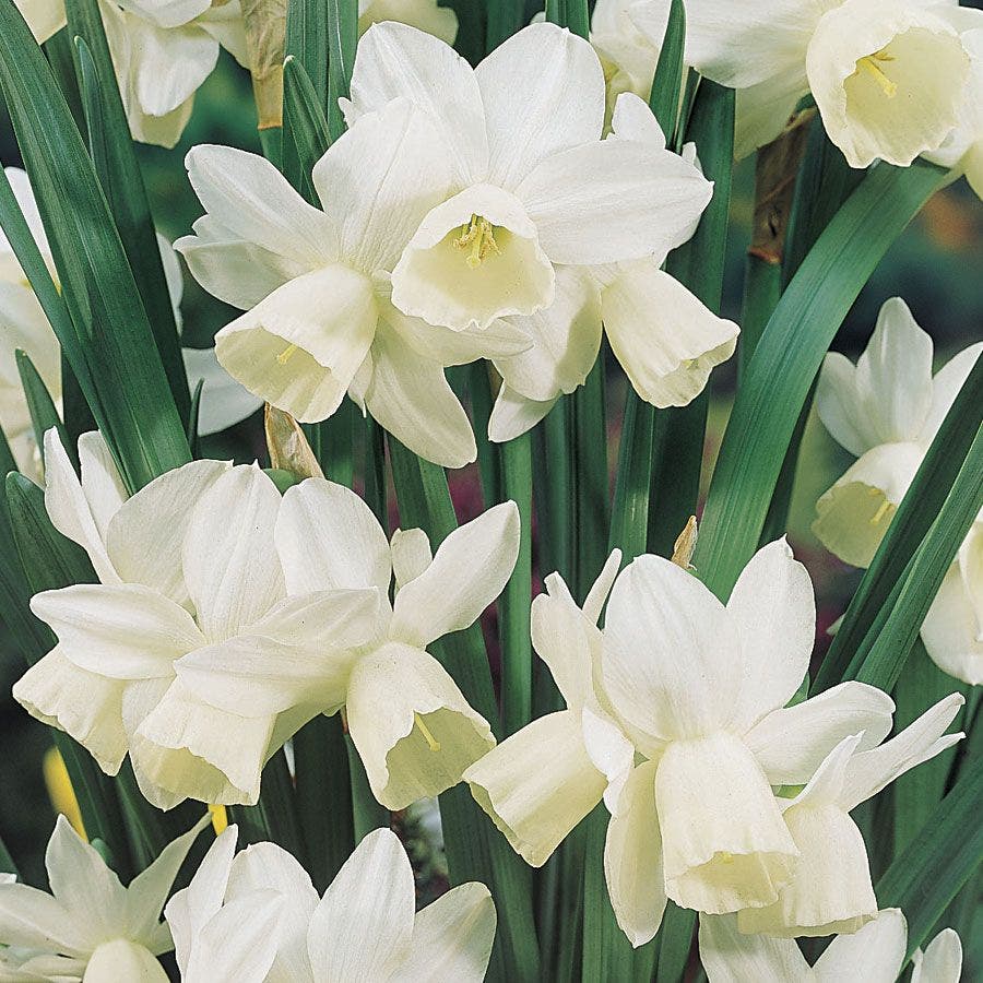 Narcissus 'Ice Wings' Bulbs