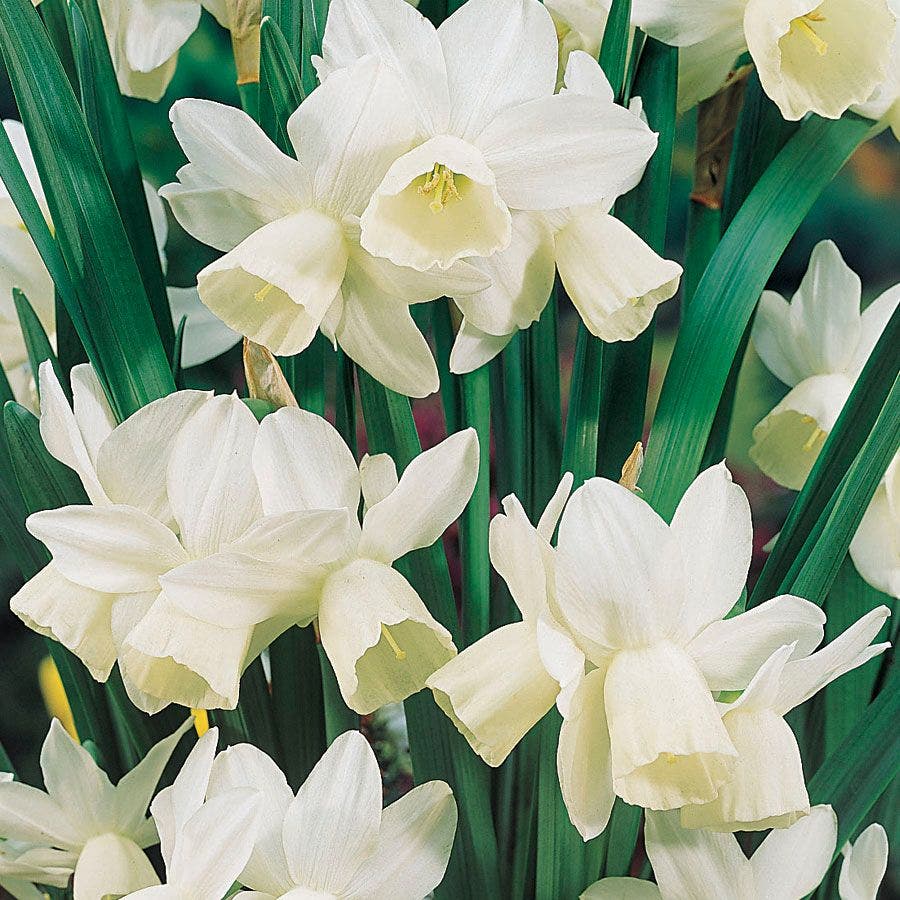 Narcissus 'Ice Wings' Bulbs