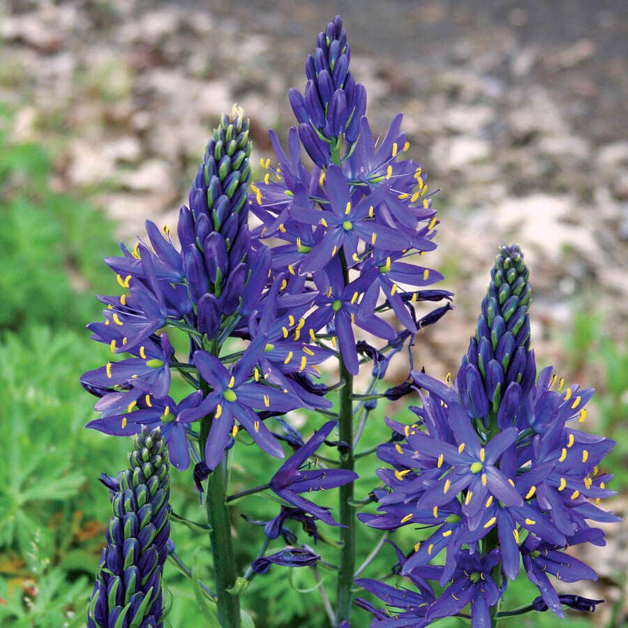 Camassia quamash Bulbs