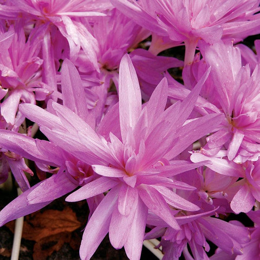 Colchicum 'Waterlily' Bulb