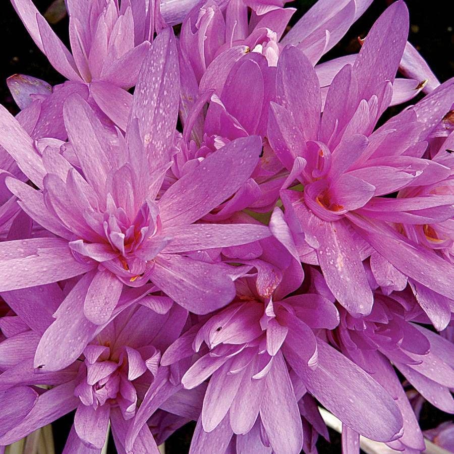Colchicum 'Waterlily' Bulb